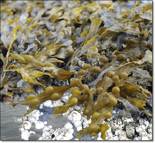 후코이단 음식 블랙더랙