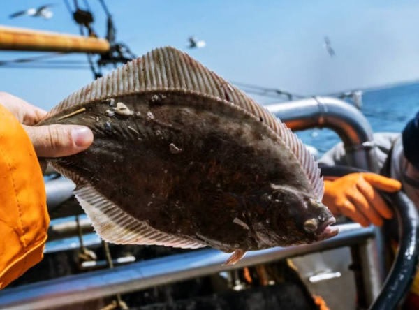 1월 음식 가자미