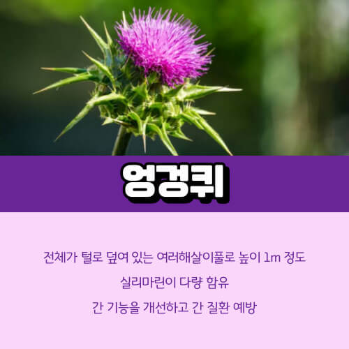 엉겅퀴