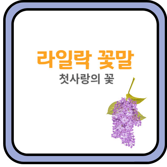 라일락
