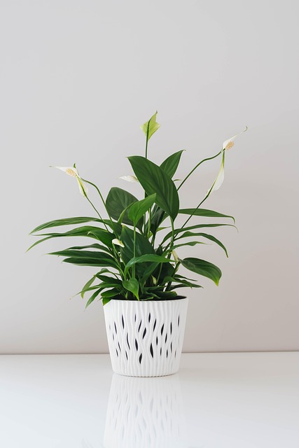 공기정화식물을 활용한 1인 가구 힐링 공간 만들기