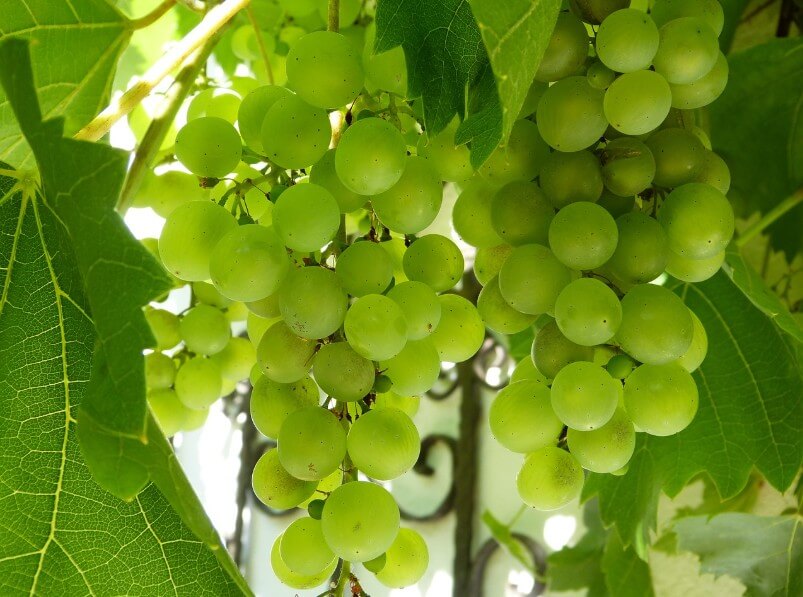 나무에 매달려 있는 청포도