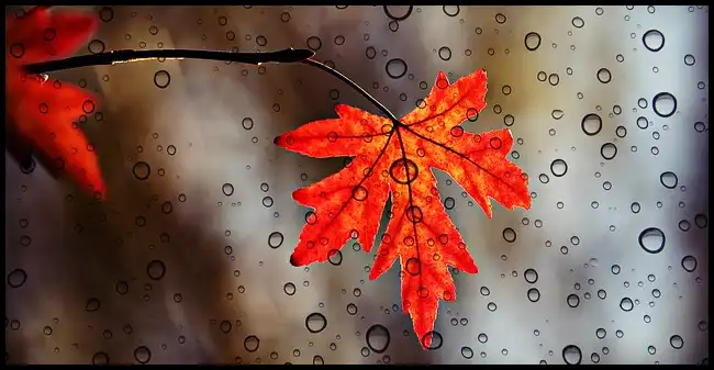 2024 내장산 단풍축제 기간 (국립공원)