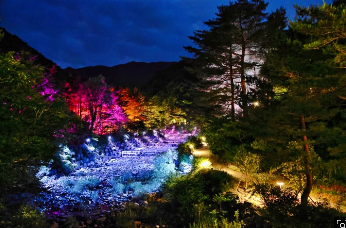 솔향수목원 야경