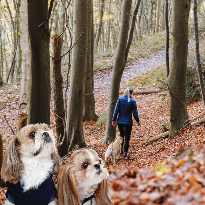 반려견 겨울 산책 중요성과 주의할 점