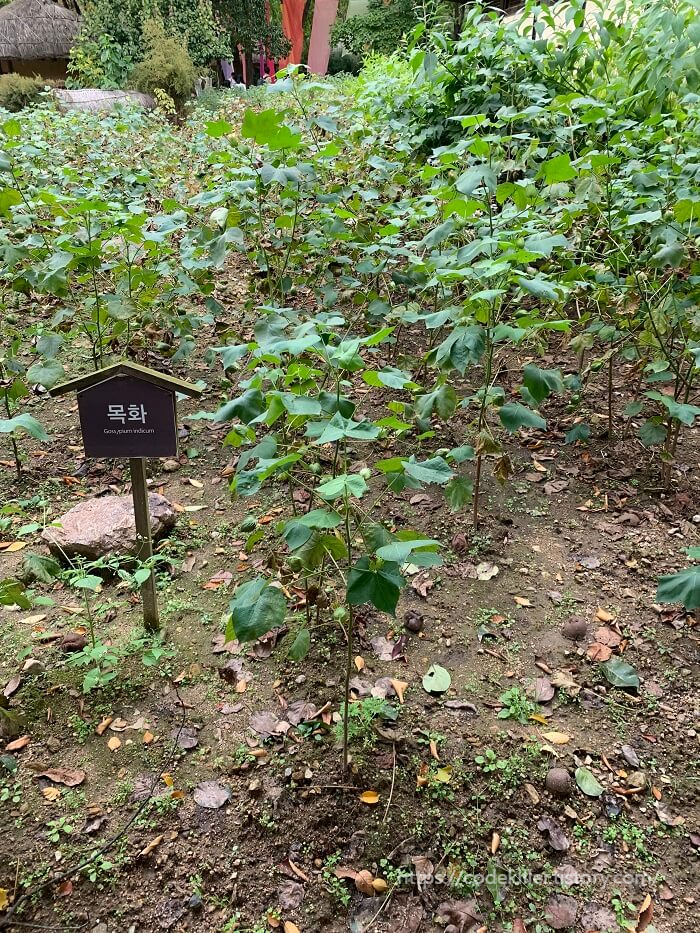 목화