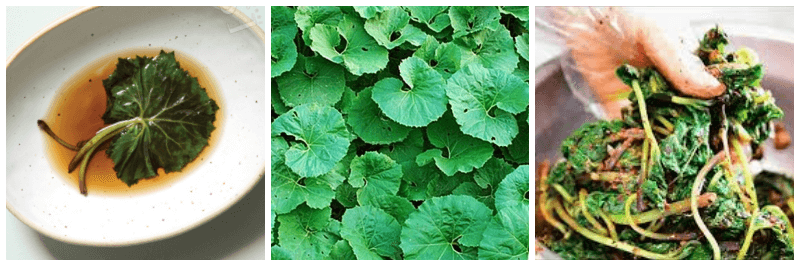 머위장아찌, 머위, 머위무침 사진