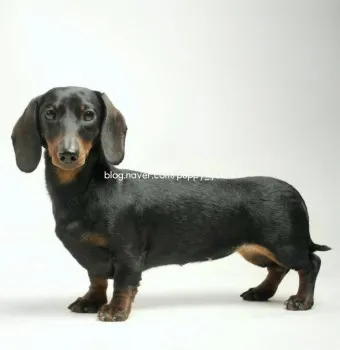 닥스훈트 순종 가격 성격 분양가격 장단점_13