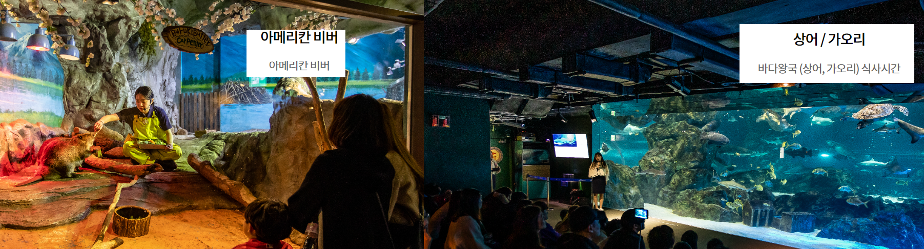 어린이날 가볼 만한 곳 코엑스 아쿠아리움