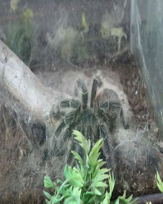 아라크노피아생태수목원 주필거미박물관