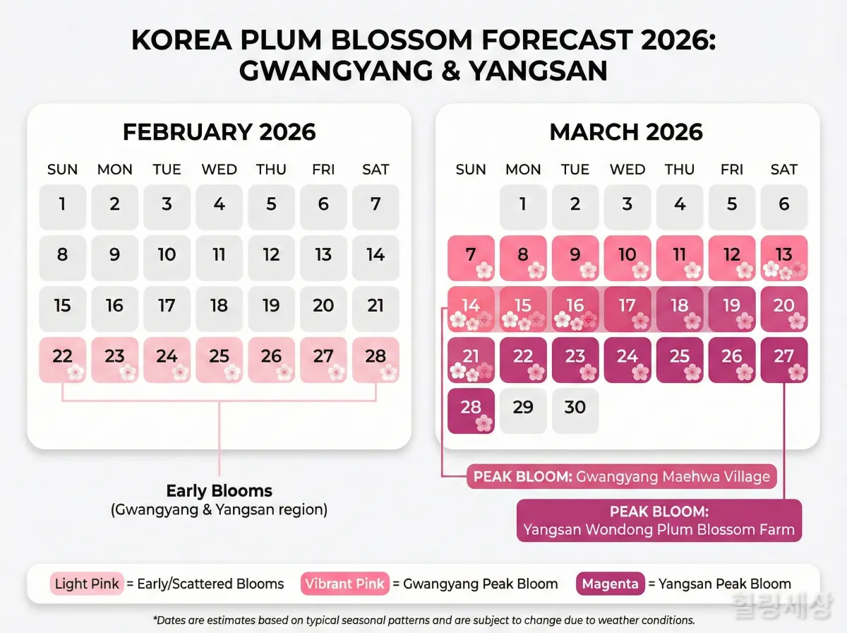 2026년 2월과 3월 광양 및 양산 매화 개화 시기를 표시한 달력 인포그래픽