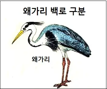 왜가리 백로 구분