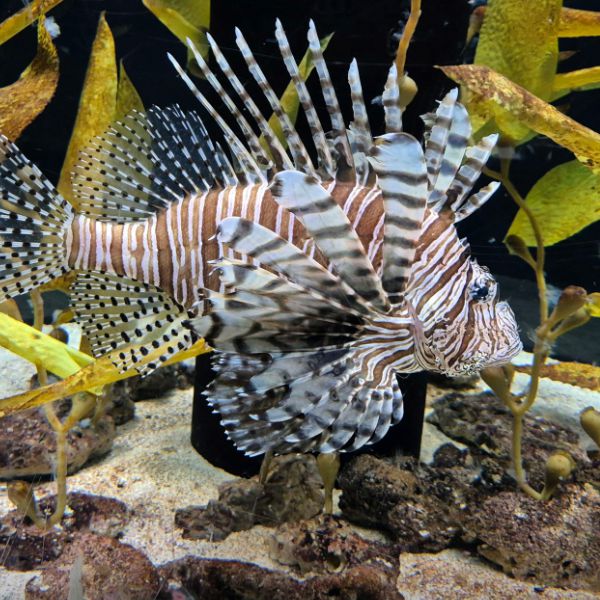 경포아쿠아리움