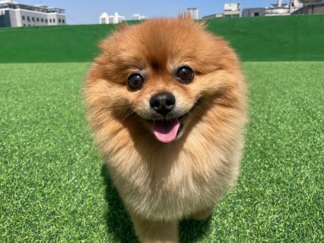 제주도 강아지 유치원 비용