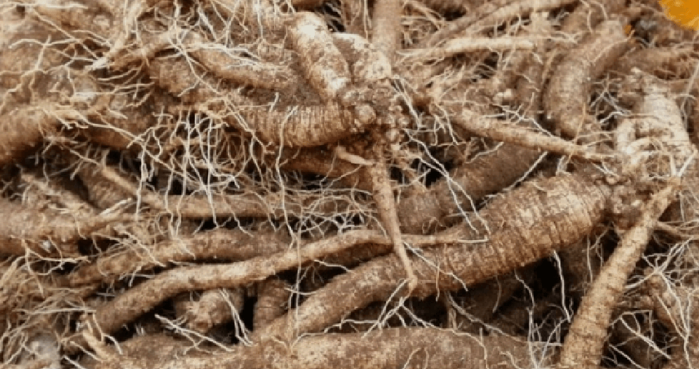 폐렴에 좋은 음식 더덕