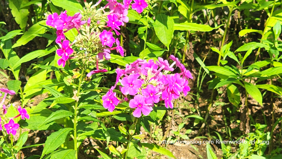 풀협죽도 ,Phlox paniculata, 협죽초 , 프록스