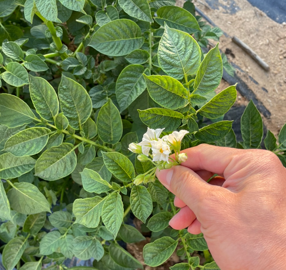 꽃따기