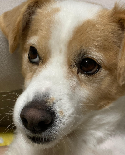 반려견 노후 징후