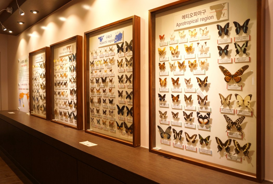 파주나비나라박물관