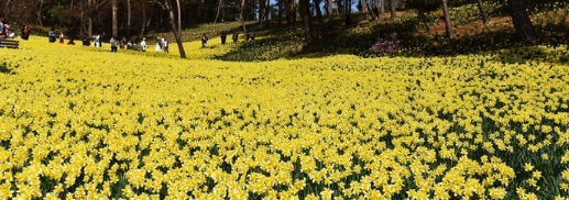 서산 유기방가옥 2025 수선화 축제4