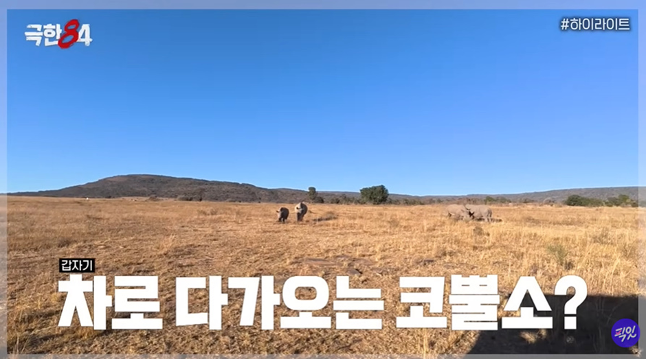 표범과 사자와 코끼리가 날뛰는 공간에서 마라톤을 하라뇨 | 인스티즈