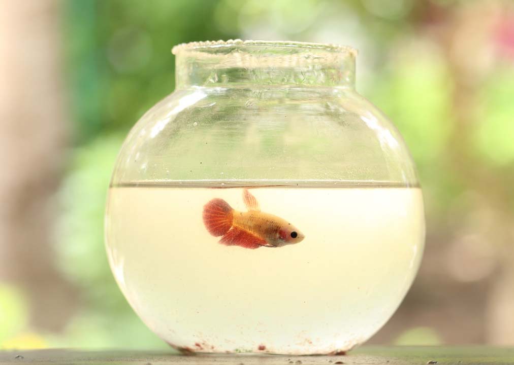 어항 종류 및 나에게 맞는 어항 고르기