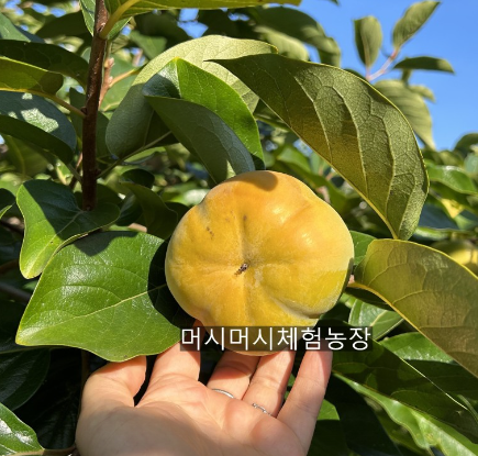 머시머시체험농장