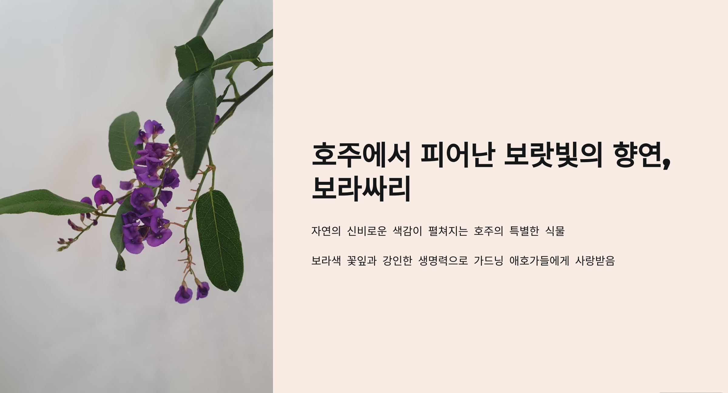 보라싸리 사진