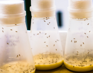 초파리 없애는 방법