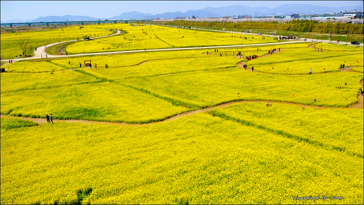 대저생태공원 유채꽃