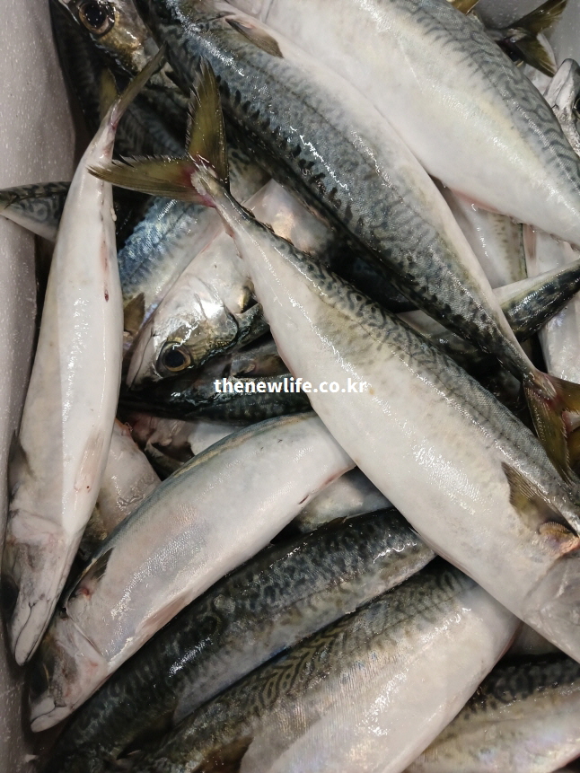 고등어의 단백질·오메가3·비타민D 등 영양성분 설명을 보완하는 신선한 고등어 실물 이미지