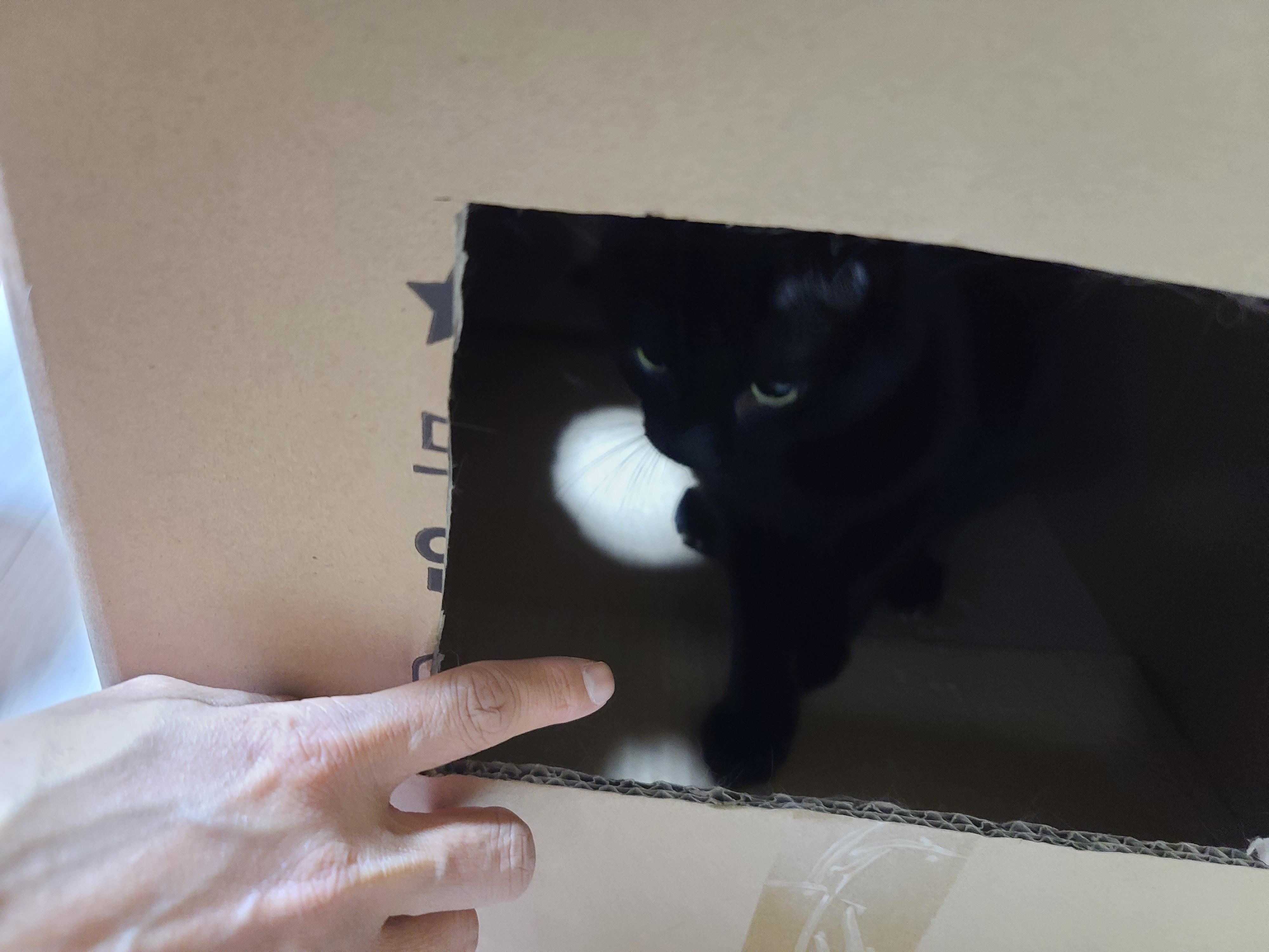 삐진 고양이 기분 풀어주기 (feat.고양이랑 놀아주는 방법)