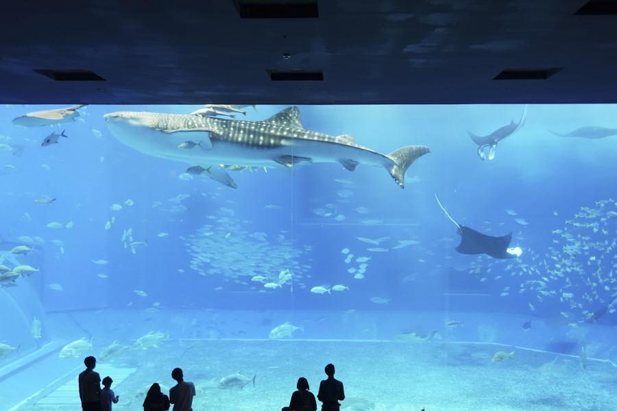 오키나와 츄라우미 수족관 대형수조