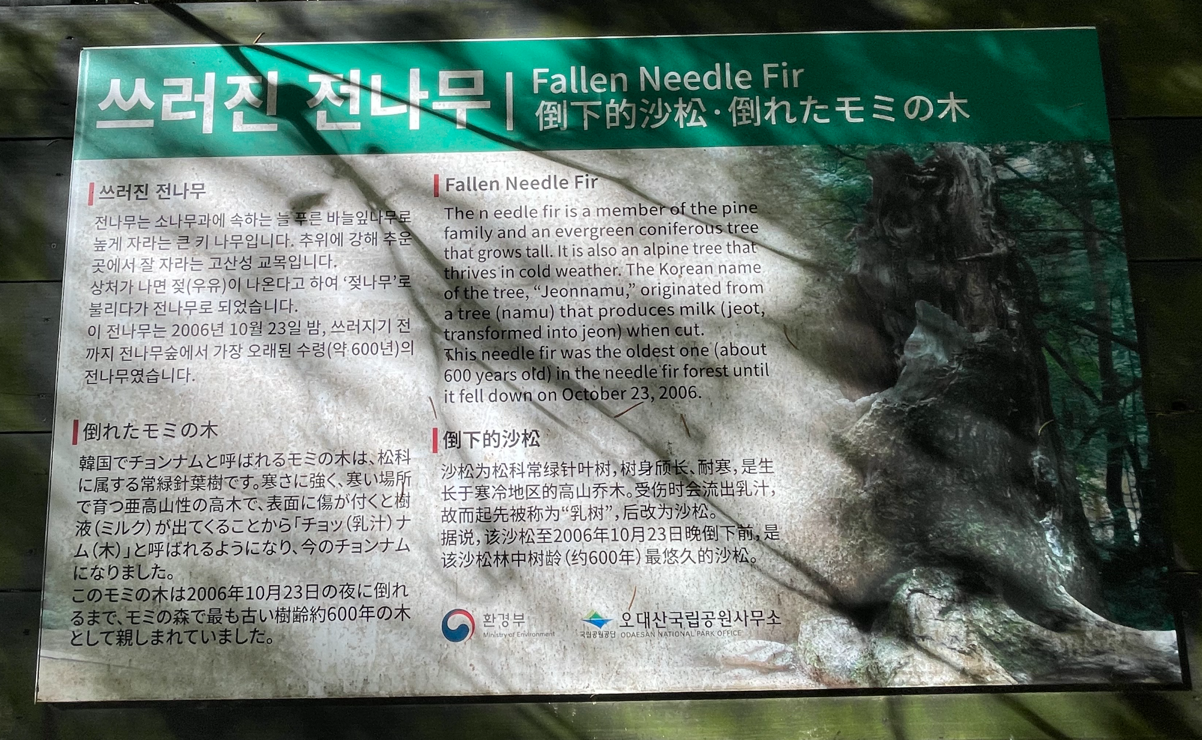 전나무