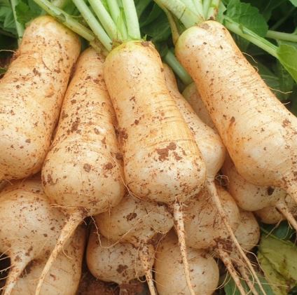 알타리 무 고르기