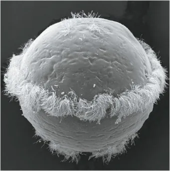 멜라토닌 많은 음식_5