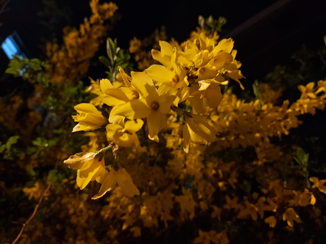 forsythia