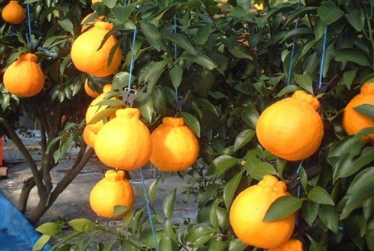 1월 제철음식 종류, 효능 / 효과 및 먹는법