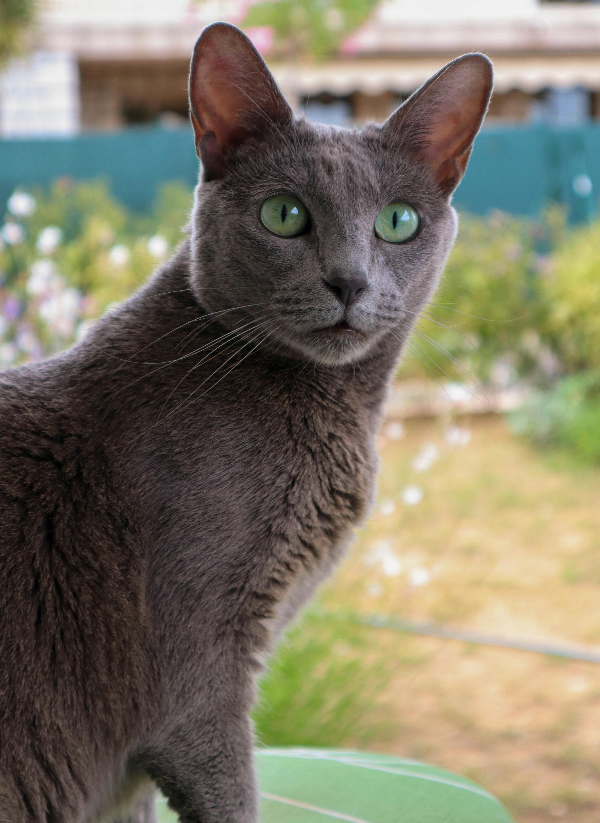 러시안블루 수명