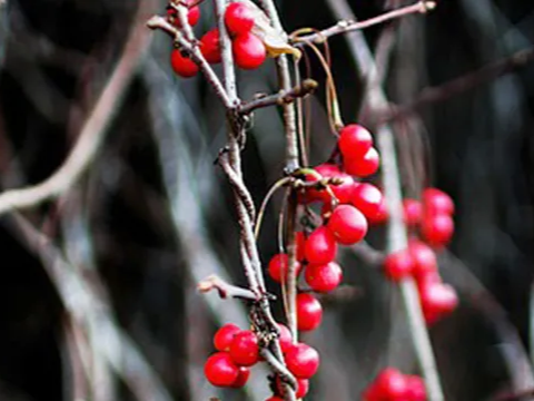 간 효소 수치 안정화에 도움을 주는 오미자