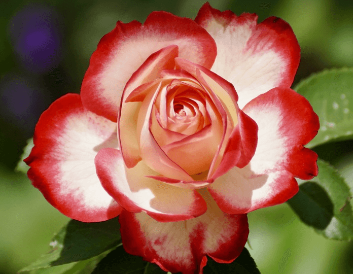 삼척장미축제 일정 입장료 주차장 관람꿀팁