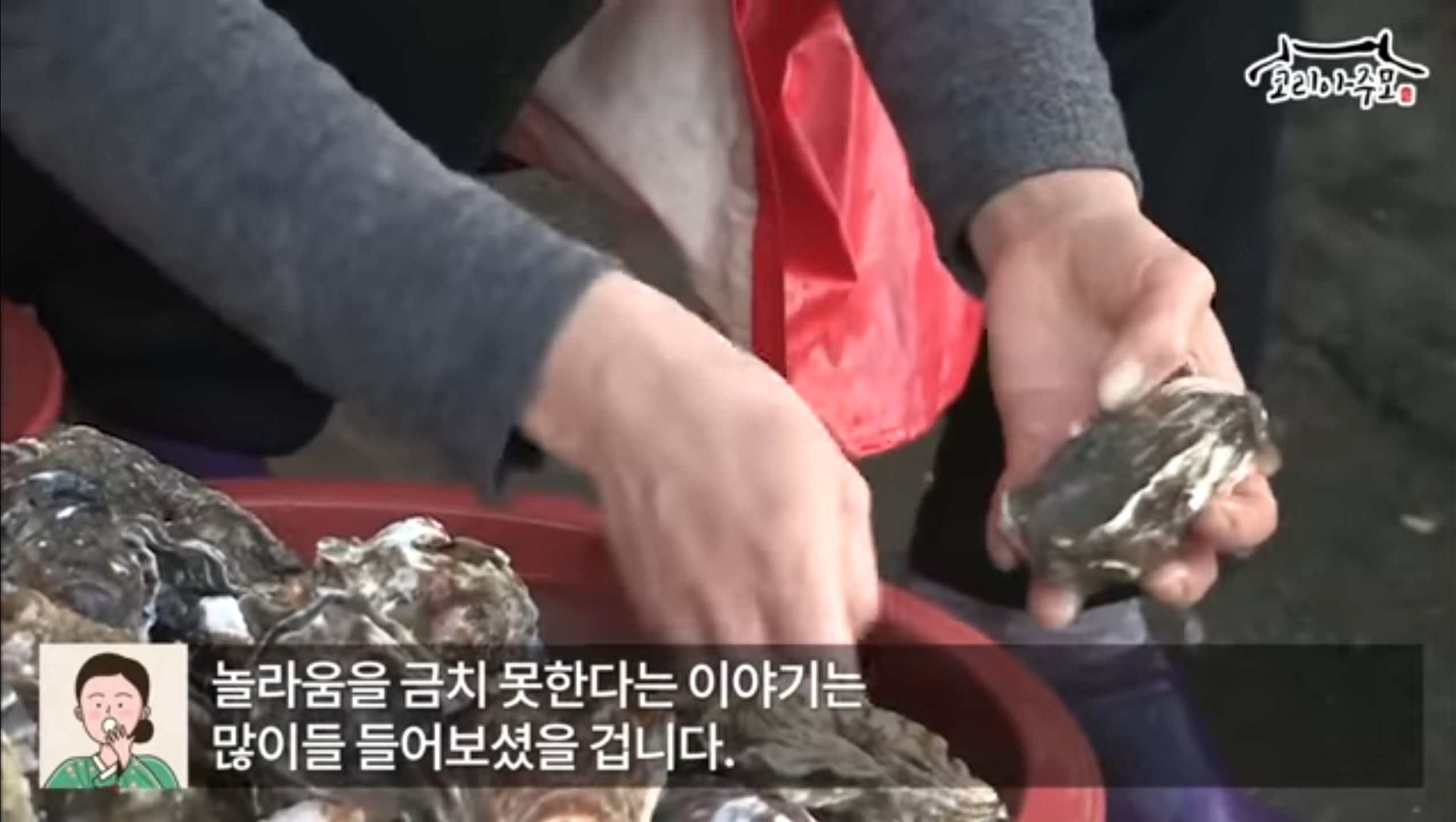 특히 우리나라의 굴은 해외에 비해
저렴하기로 유명한데요