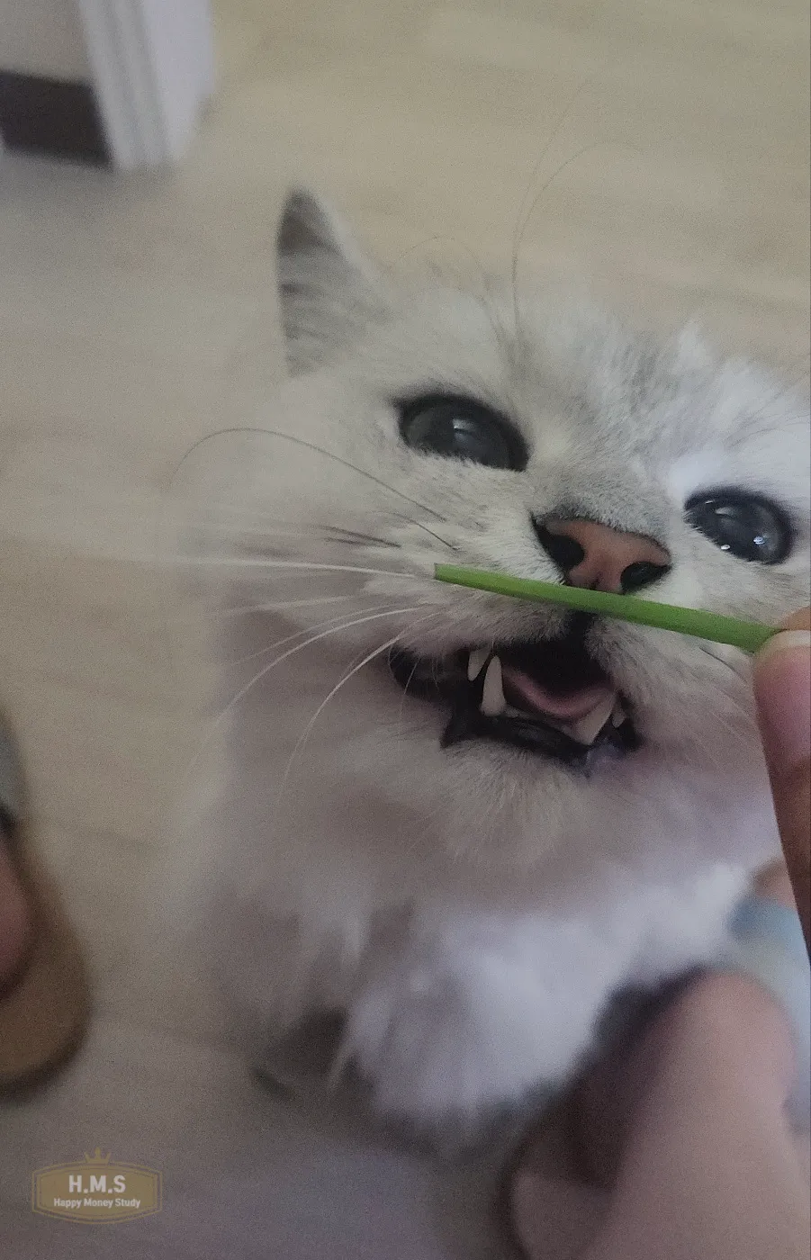 고양이-귀리-먹방-귀리를-먹으려는-모습