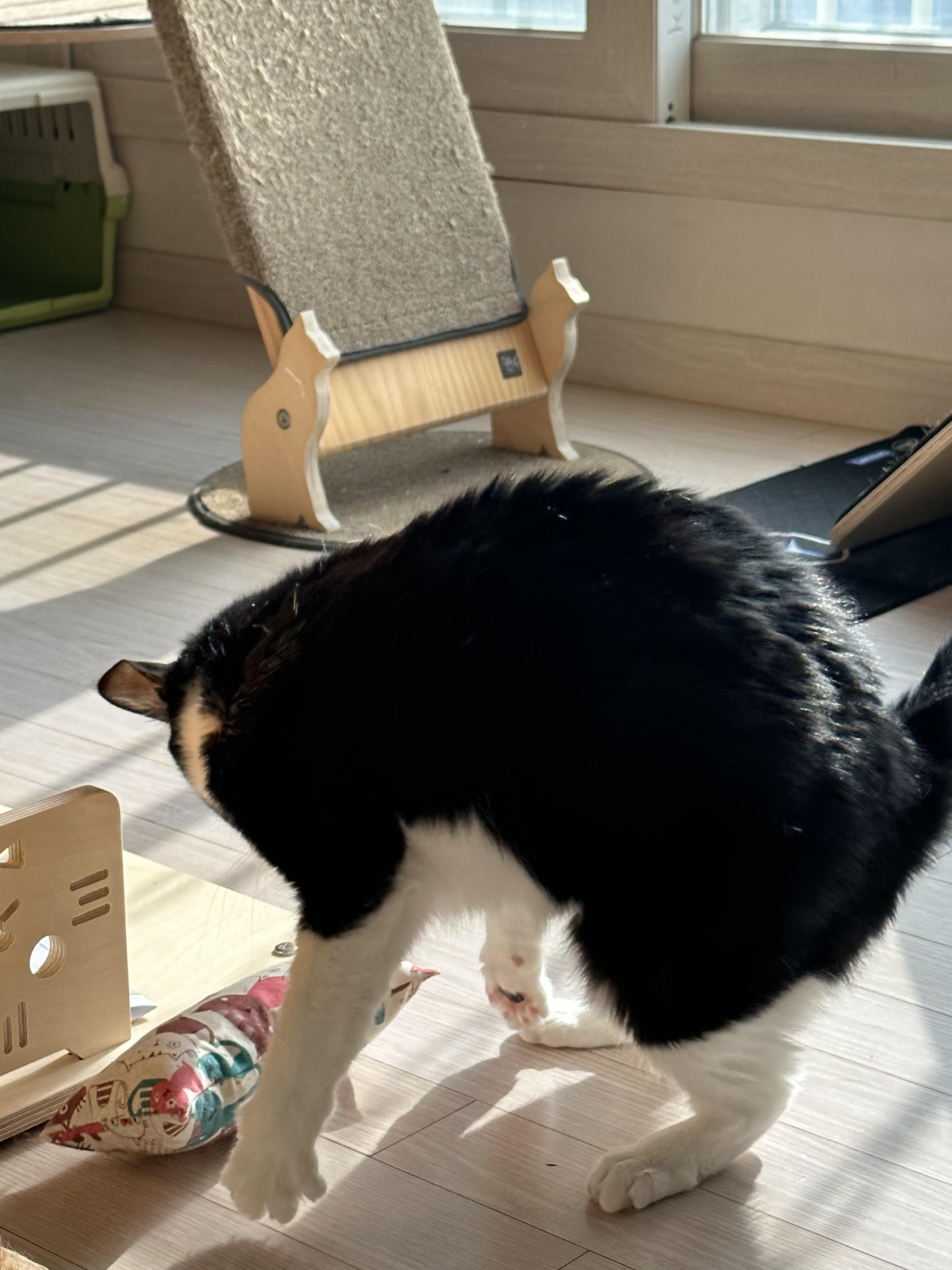 캣닢쿠션에 대한 아홉냥이들의 반응 (feat.이날의 MVP도 역시 두리)