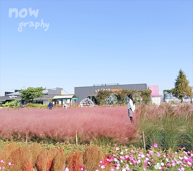 평택 바람새마을 핑크뮬리