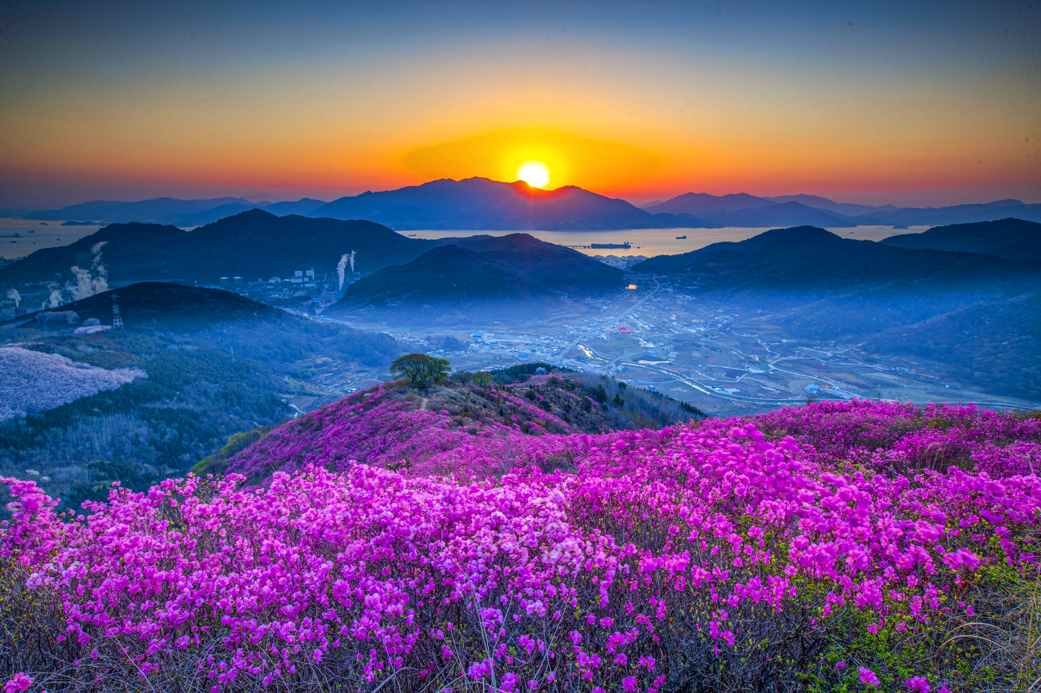 여수 영취산 진달래축제