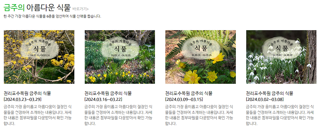 사르르 목련 축제 개화현황