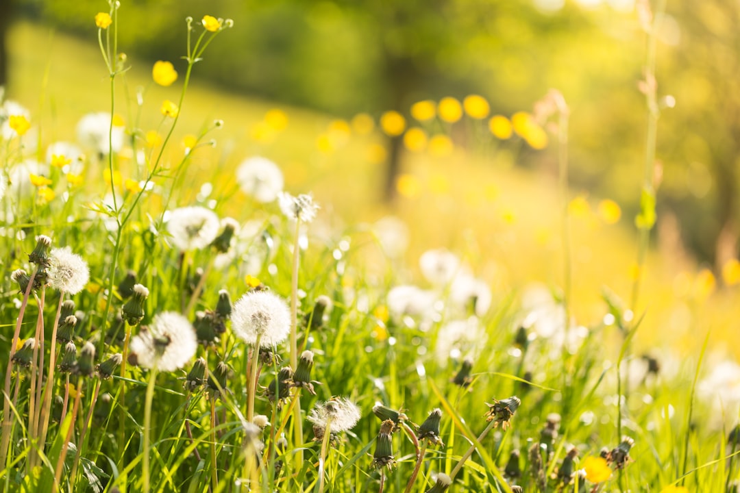 Spring