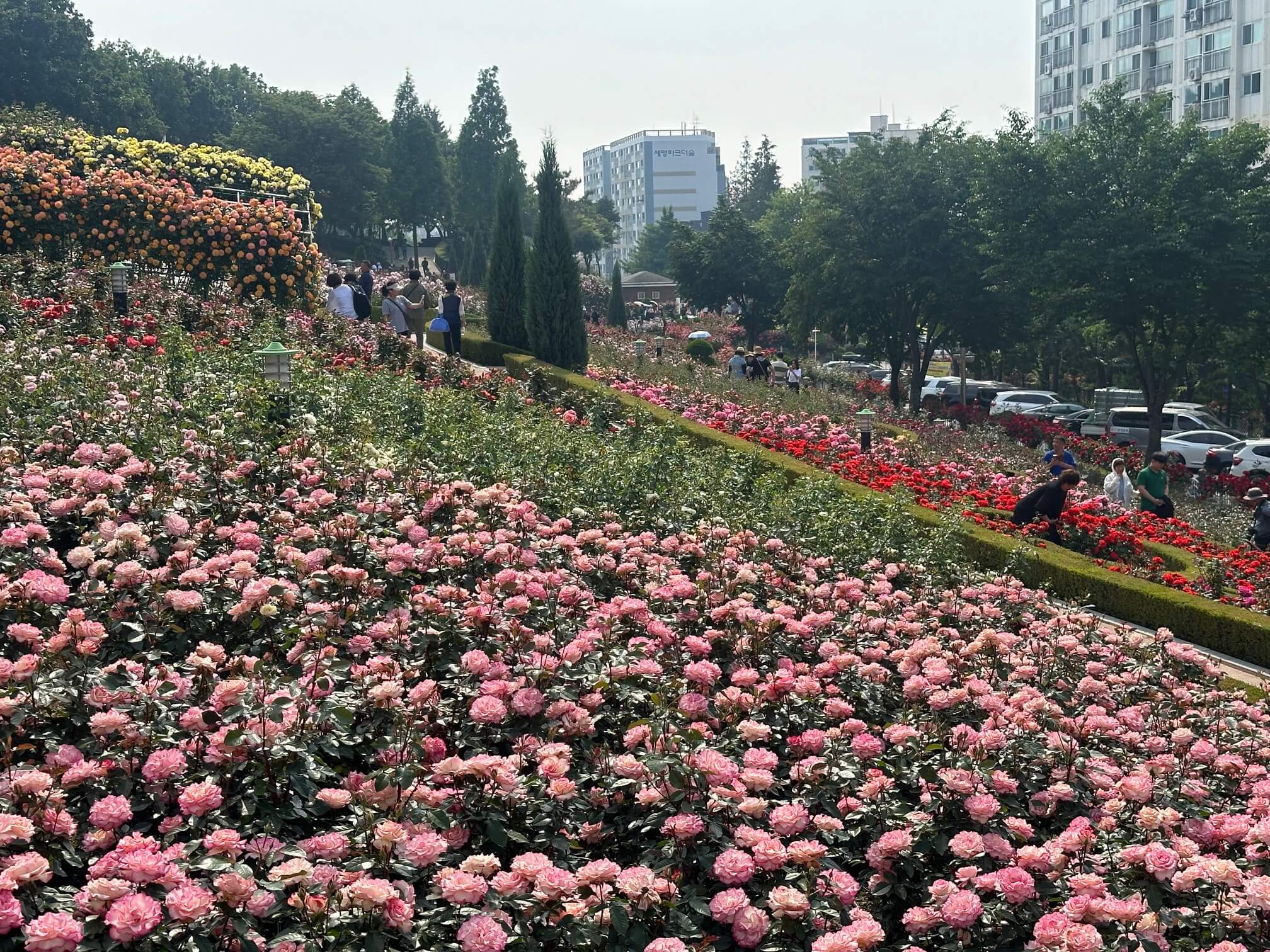 부천 백만송이장미축제
