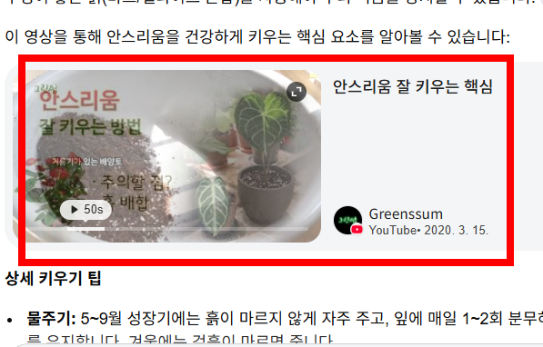안스리움 관리법 알아보기